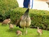 powiększ