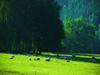 powiększ