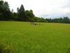 powiększ