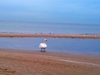 powiększ