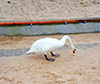 powiększ